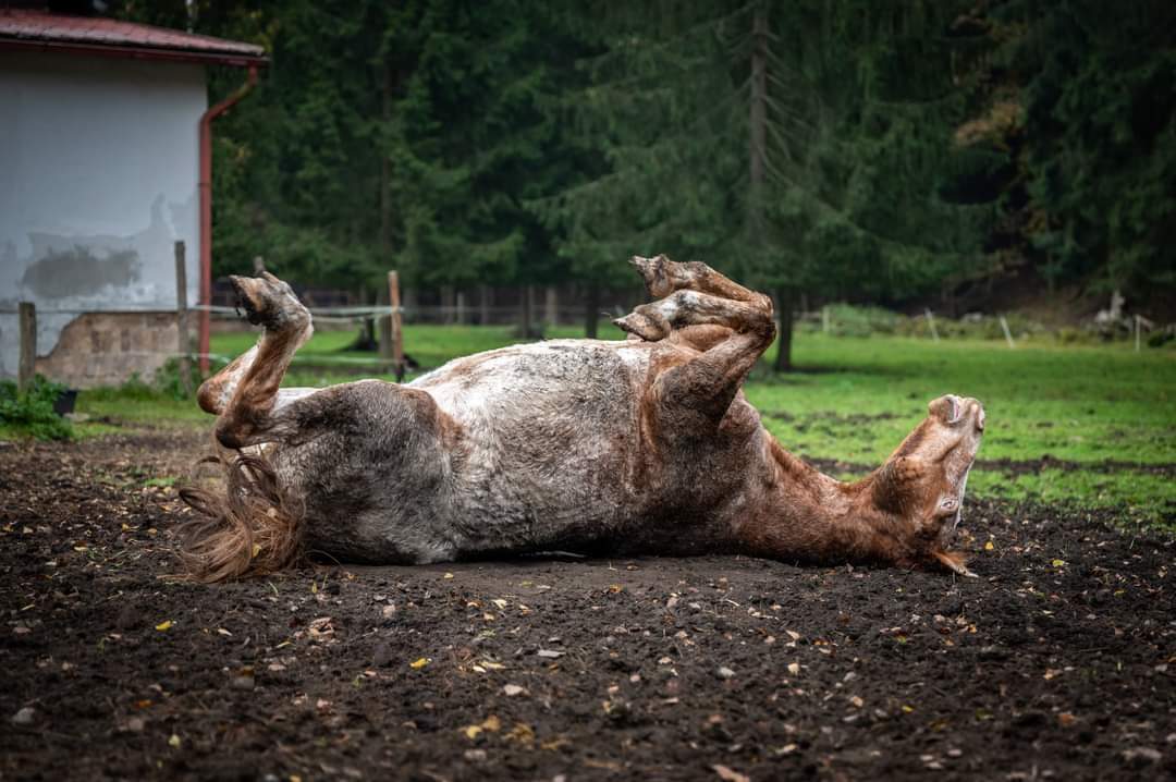 Kůň ležící na zádech